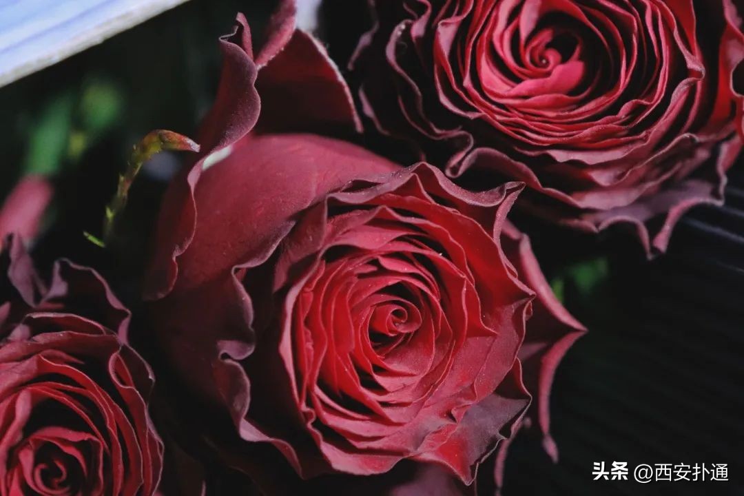 西安情人节去哪比较好,西安买花攻略