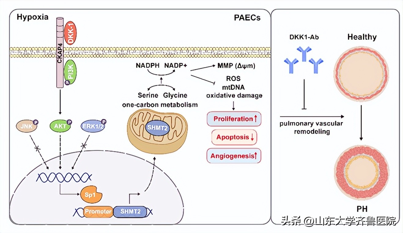 山东大学齐鲁医院心血管实验室基础研究取得系列重大进展