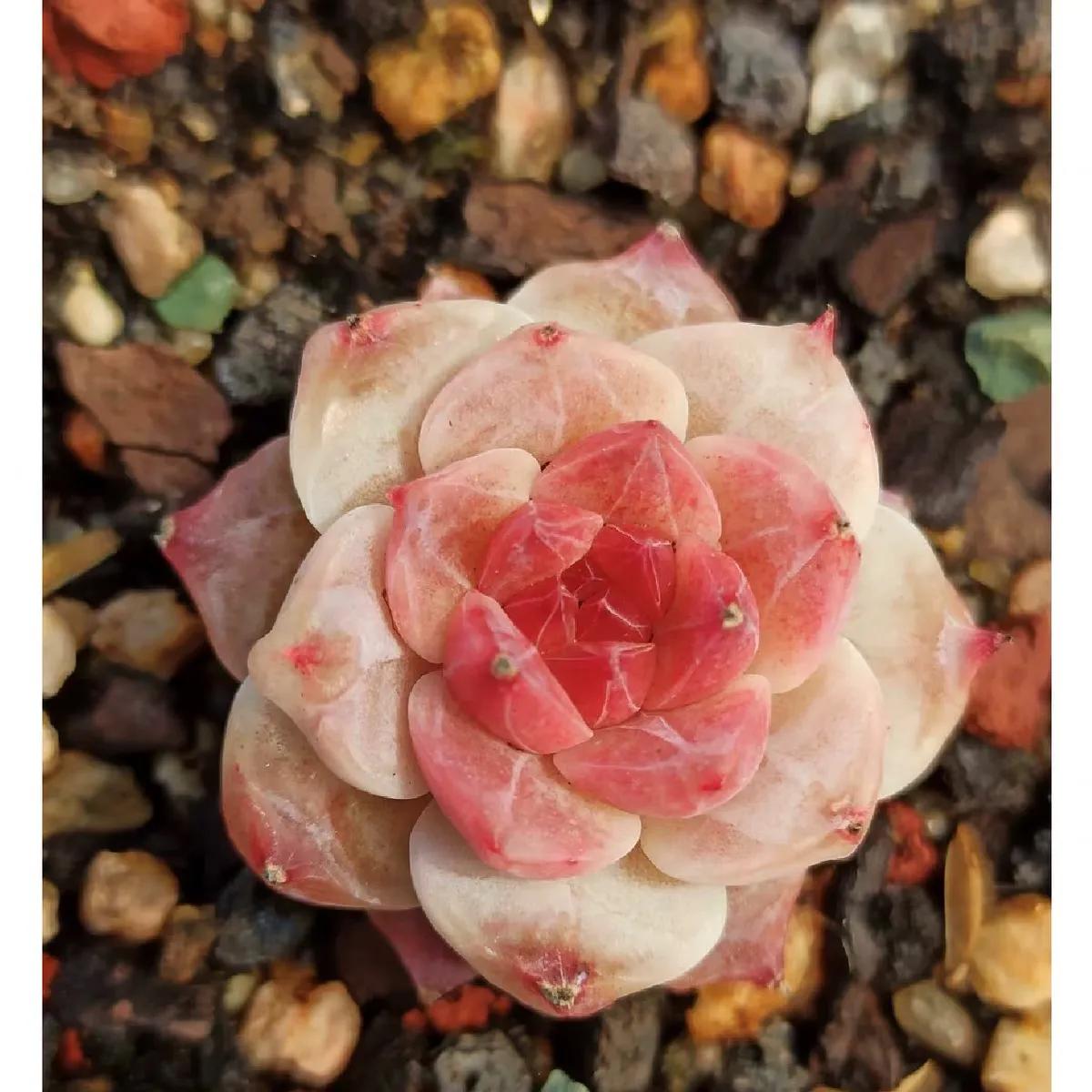 好看又度夏容易的多肉品种,油画棒绘画治愈系简单多肉葡萄