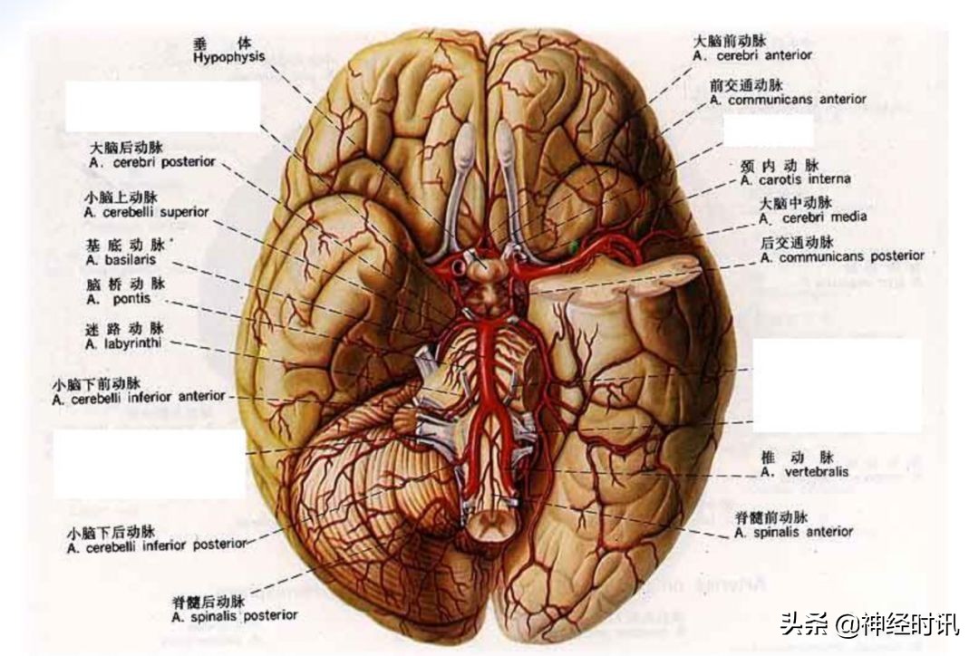 脑受撞击少量出血症状表现,脑动脉瘤出血的表现