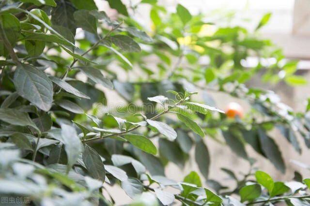 名伦珊瑚颂,欣赏美丽的珊瑚