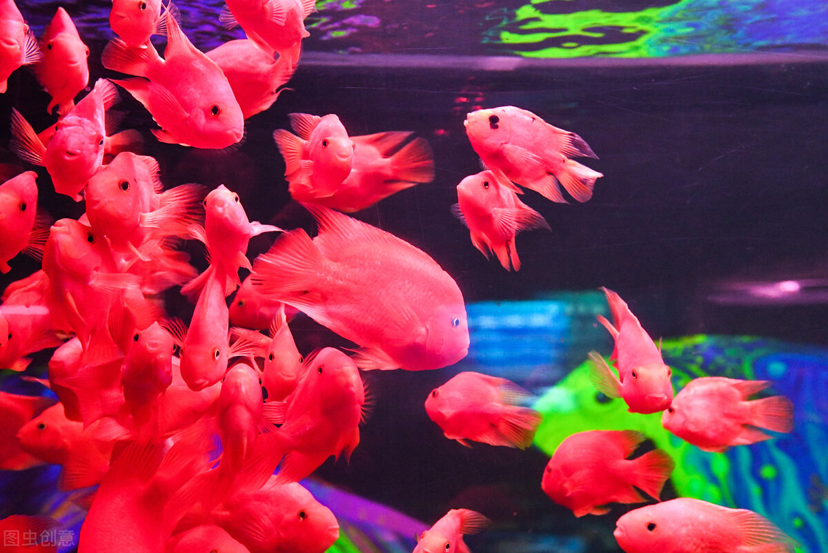 祝福朋友们虎年大吉年年发大财,祝福大家虎年大吉年年发大财