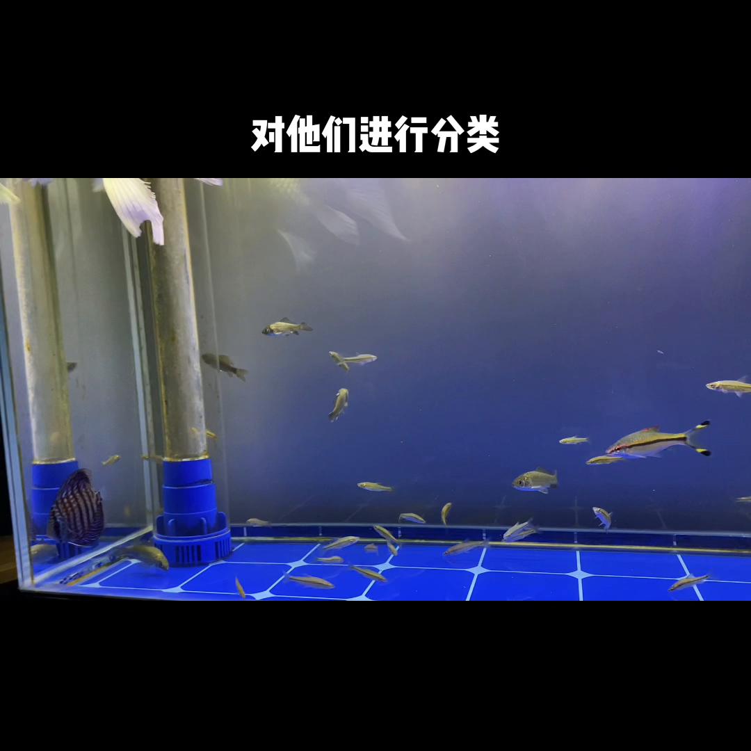 黑天鹅歌曲,黑天鹅事件最新消息