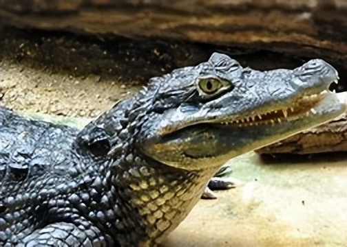 动物行为和生理功能的联系,动物行为与天气的关系