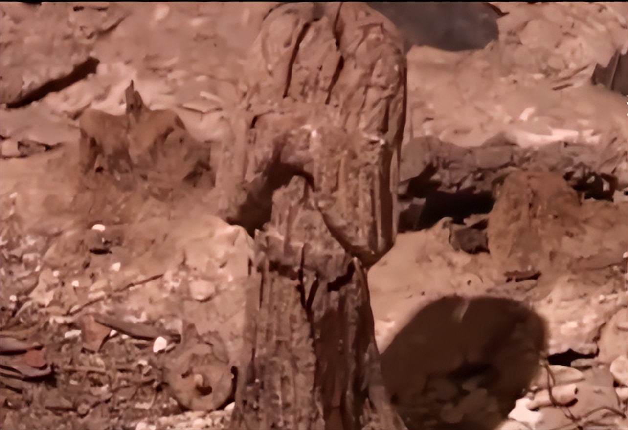 湖北明代藩王墓发掘完整视频,明朝墓被盗空完整视频