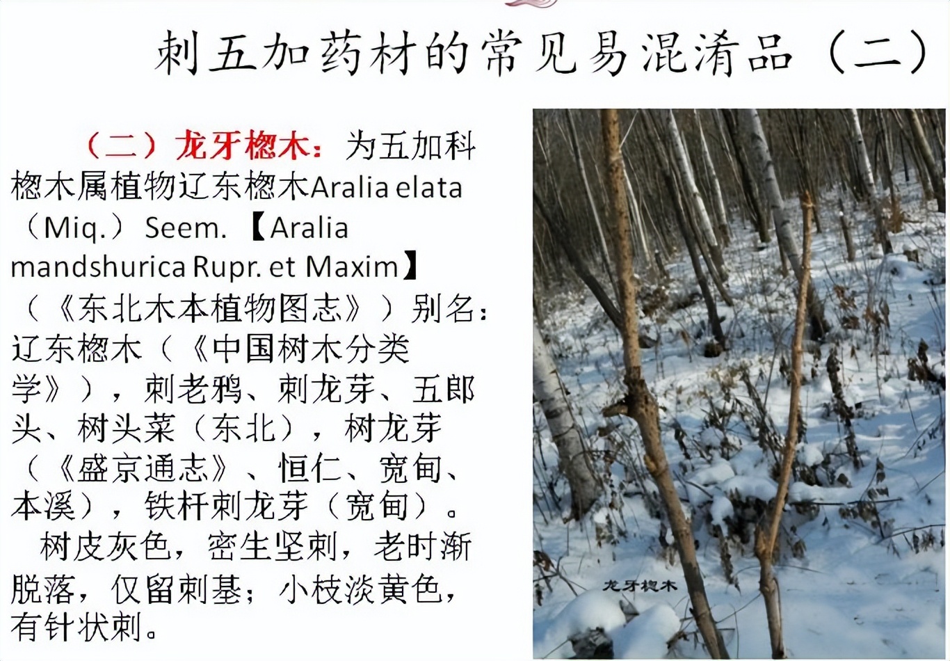 刺五加植物的识别方法,带你识别白薇