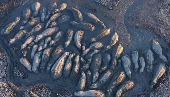 极端高温怎么解决啊,极端温度灾害主要有