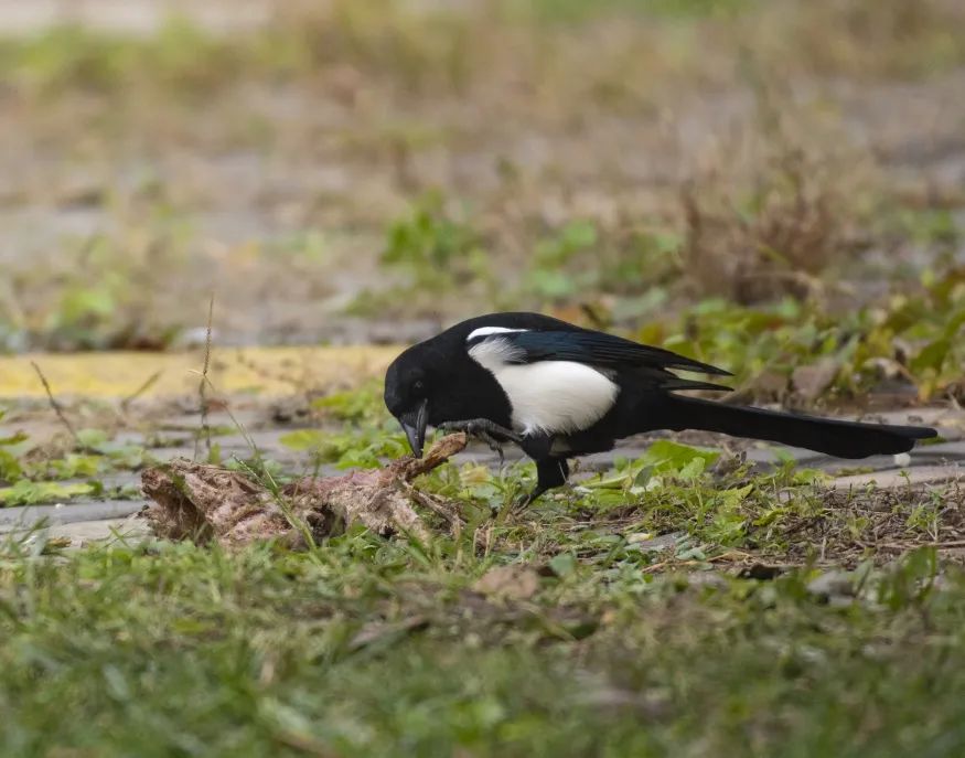 为啥乌鸦不敢招惹喜鹊,喜鹊凶猛