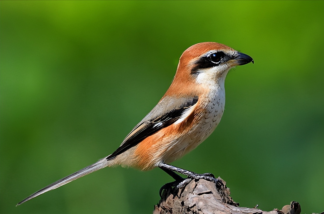 50张最佳鸟类摄影作品,鸟儿大全大图