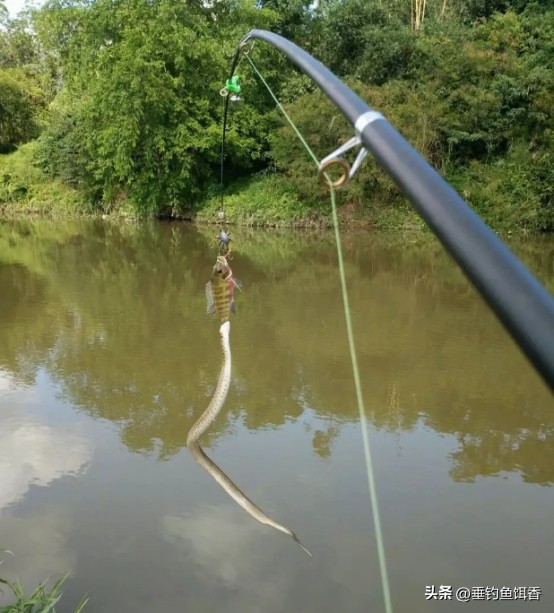 钓鱼防蛇最科学方法,资深野钓人的防蛇秘籍