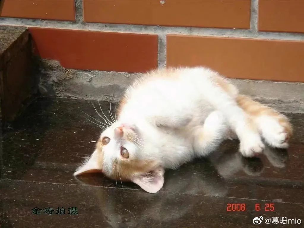 东北财经大学发讣告,东北财经大学为猫发讣告