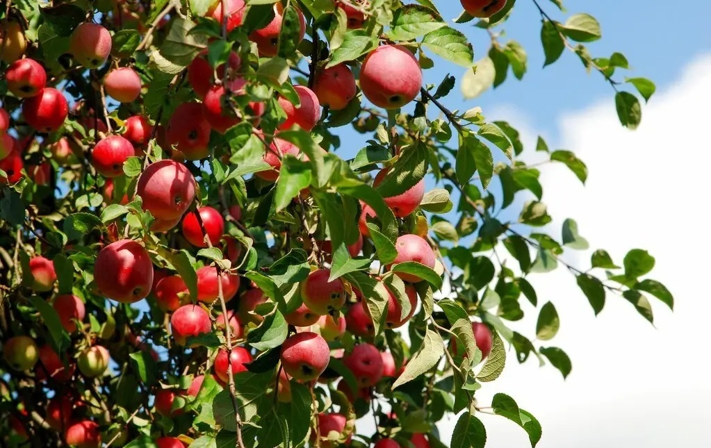 苹果本不叫“苹果”，古人取了个很唯美的名字，被日本人沿用至今