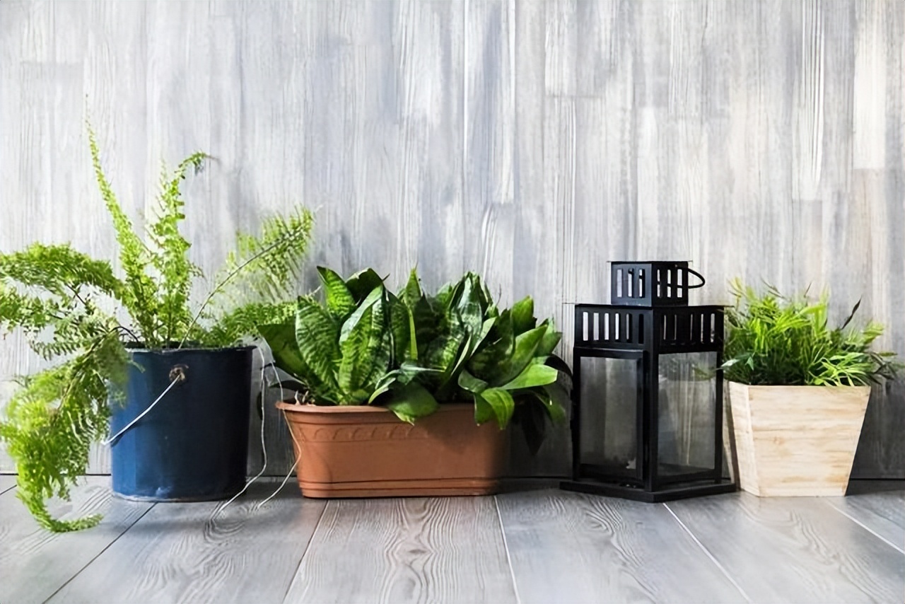 怎么去除新房甲醛最有效方法,新房去甲醛怎么去除最快