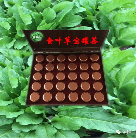 食叶草植物蛋白固体饮料,细品食叶草茶文化