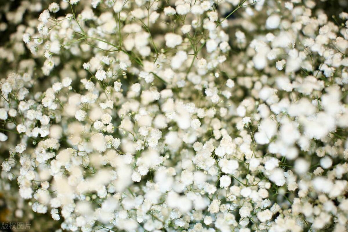 买干花推荐玫瑰满天星干花,满天星干花和勿忘我干花