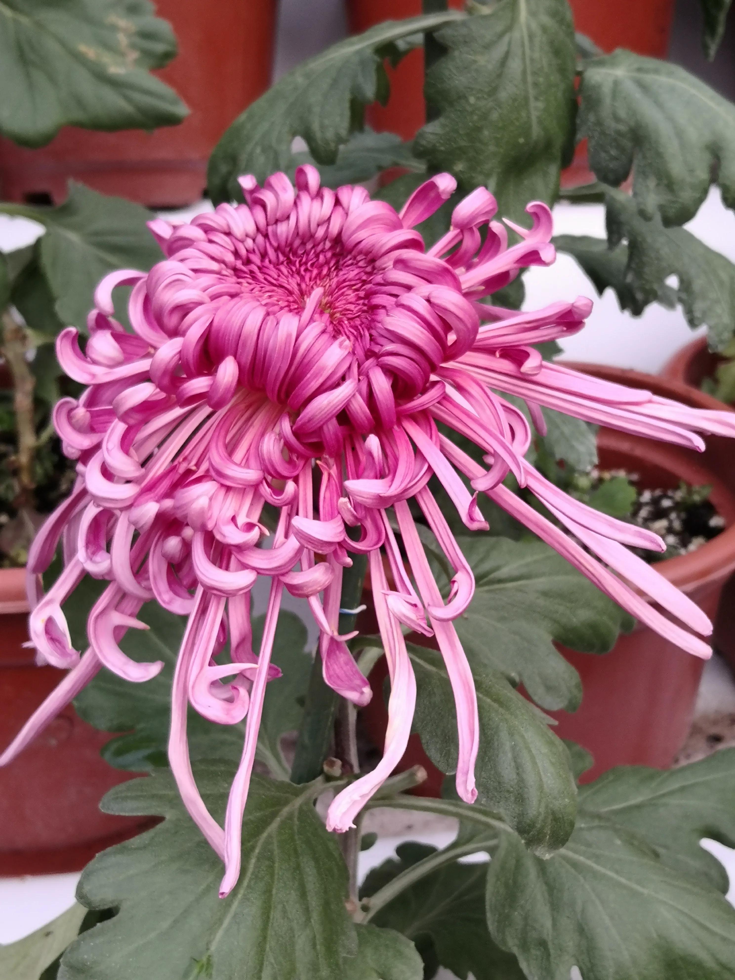 朱昌茂十首经典诗词,朱昌茂的诗句