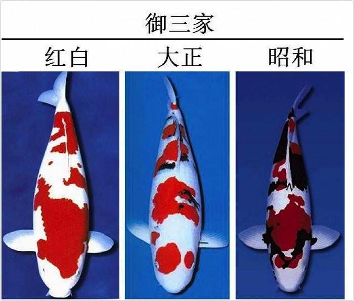 浙江男子市场买鱼，却偶遇“黄金龙凤锦”，身披黄金甲、仿若天龙