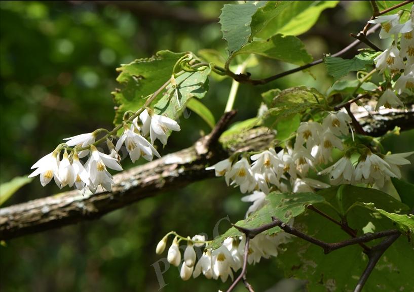 鏃ユ湰闆爲,鏃ユ湰闆搩