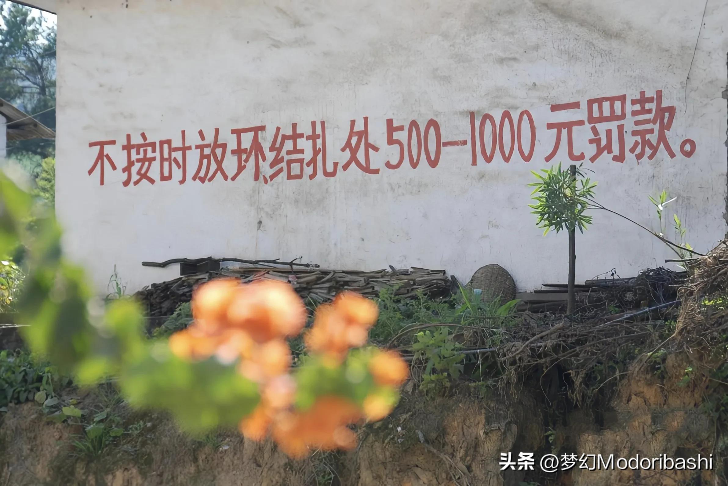 前计生专干:牵农户的牛充公,捅穿农户的瓦警告,就是我工作