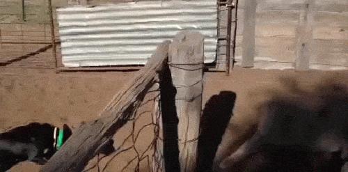 世界上最壮的牛照片,世界最壮的牛图片