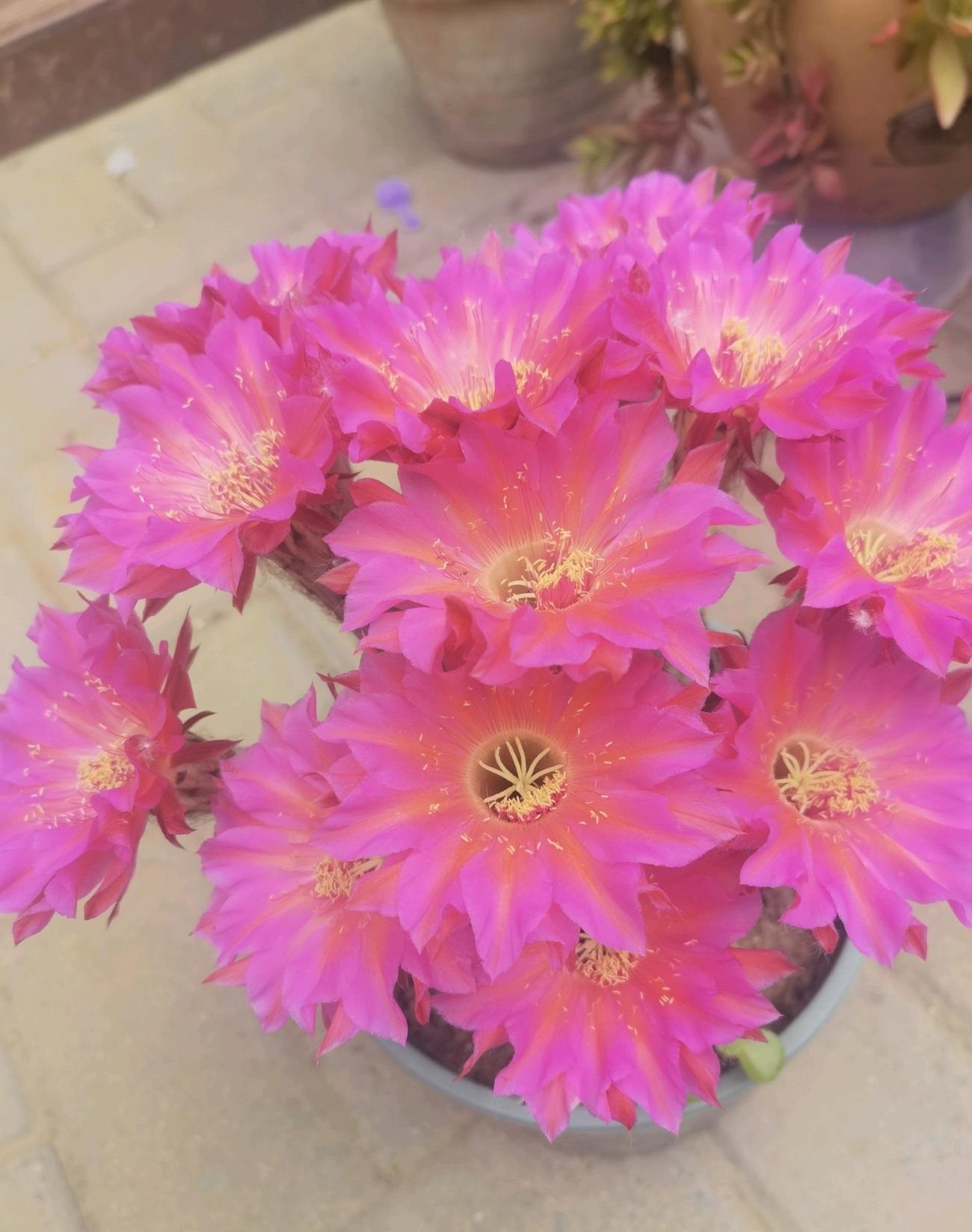 9种很会开花的仙人球，个个颜值高、开花勤奋，养护也简单