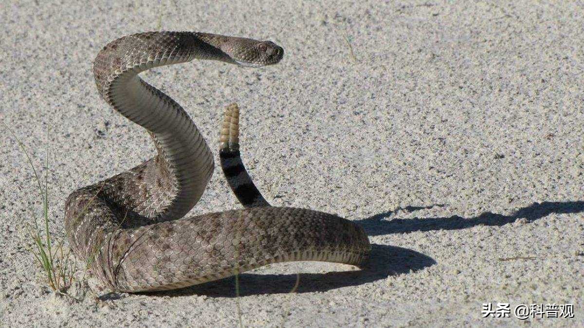 黑寡妇？广东男子被蜘蛛咬伤，手臂肿成两倍粗，一口下去差点丧命