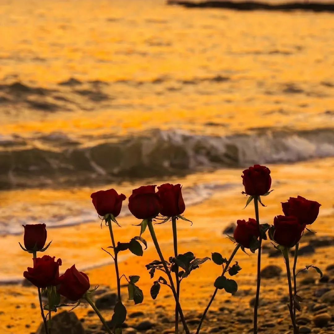 背景图ins风鲜花,ins复古黑色鲜花壁纸