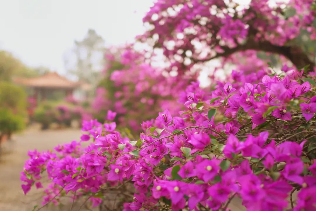 40年前TA被选为江门市花，如今成片成群绽放，扮靓整座城市！