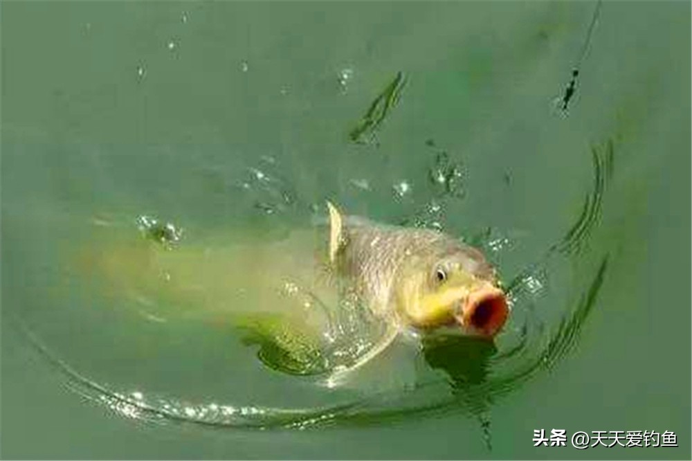 野钓不找底调漂最佳方法,夜钓钓鱼人常用调漂方法