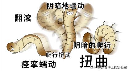 床上小颗粒是什么虫卵,墙上有虫卵很小颗粒