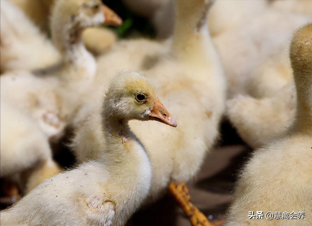 浆膜炎！浆膜炎！老病新看，深入了解，彻底解决