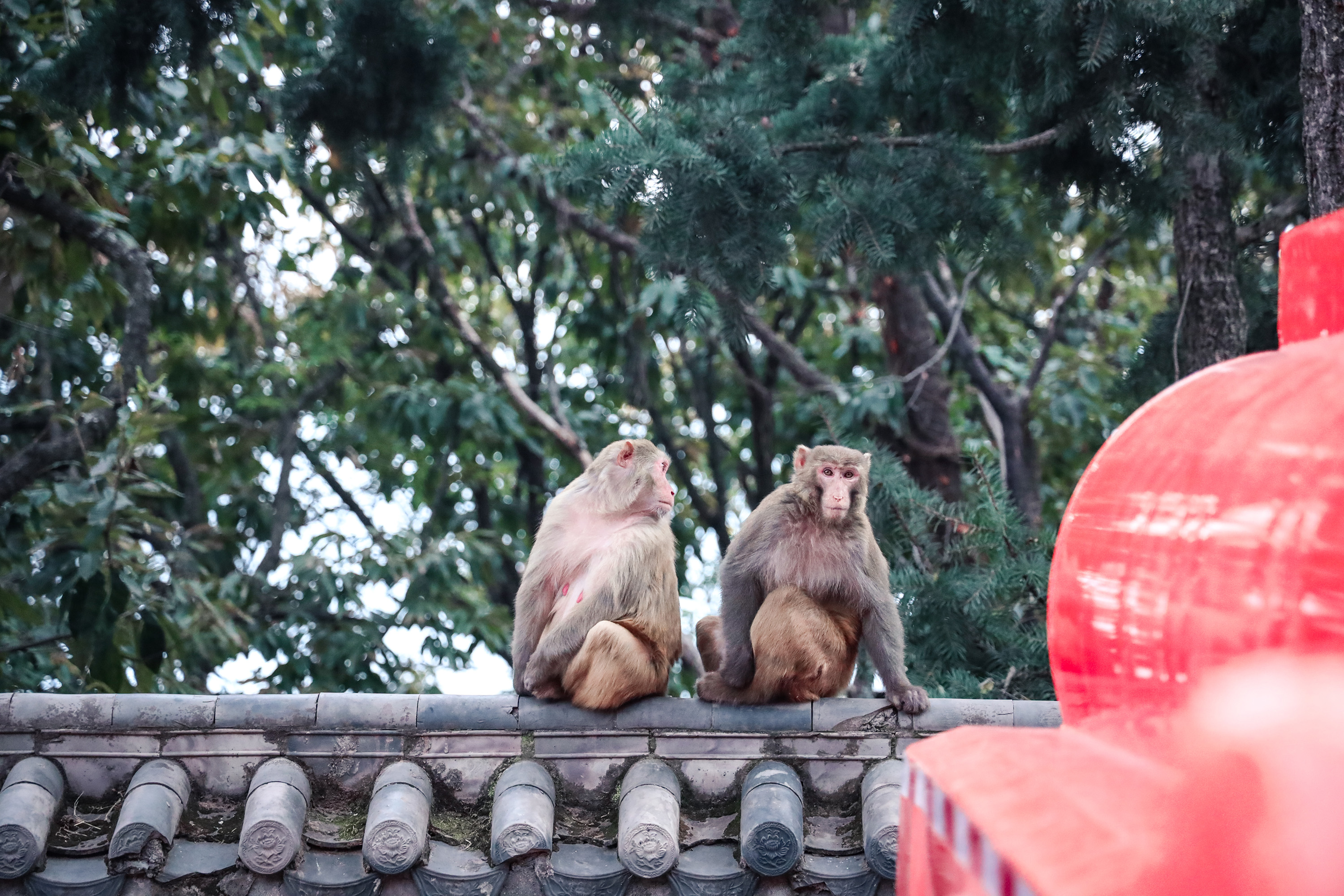 我在凉山过大年,我在四川过大年