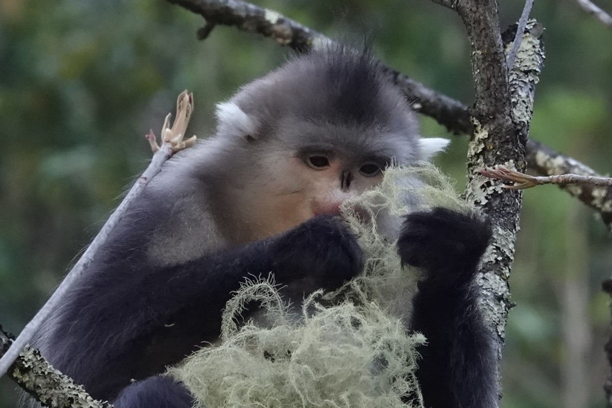 滇金丝猴要吃的,滇金丝猴最爱吃什么