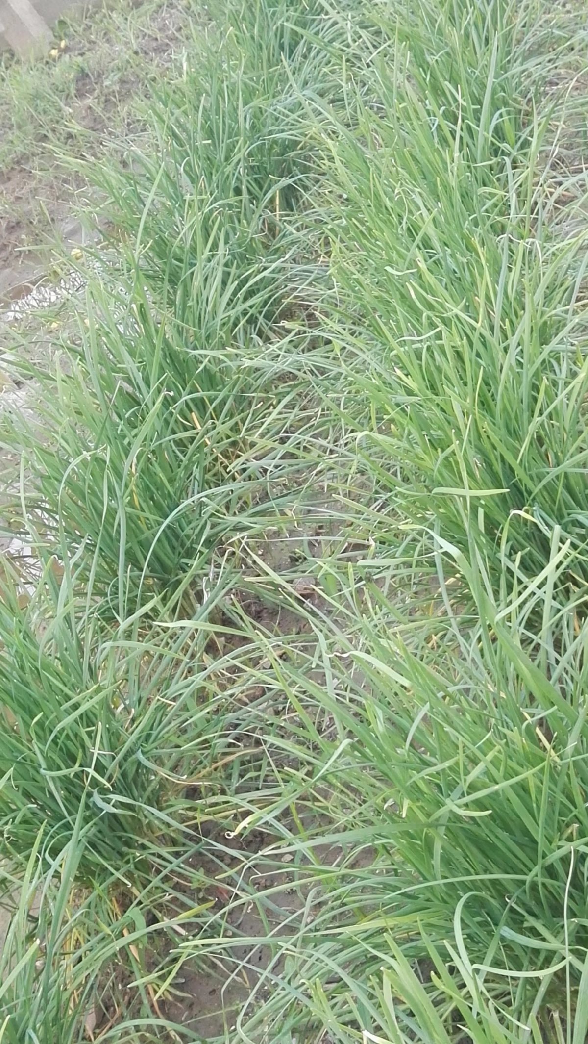 陕西省渭南市赤水镇特产,渭南乡村记忆