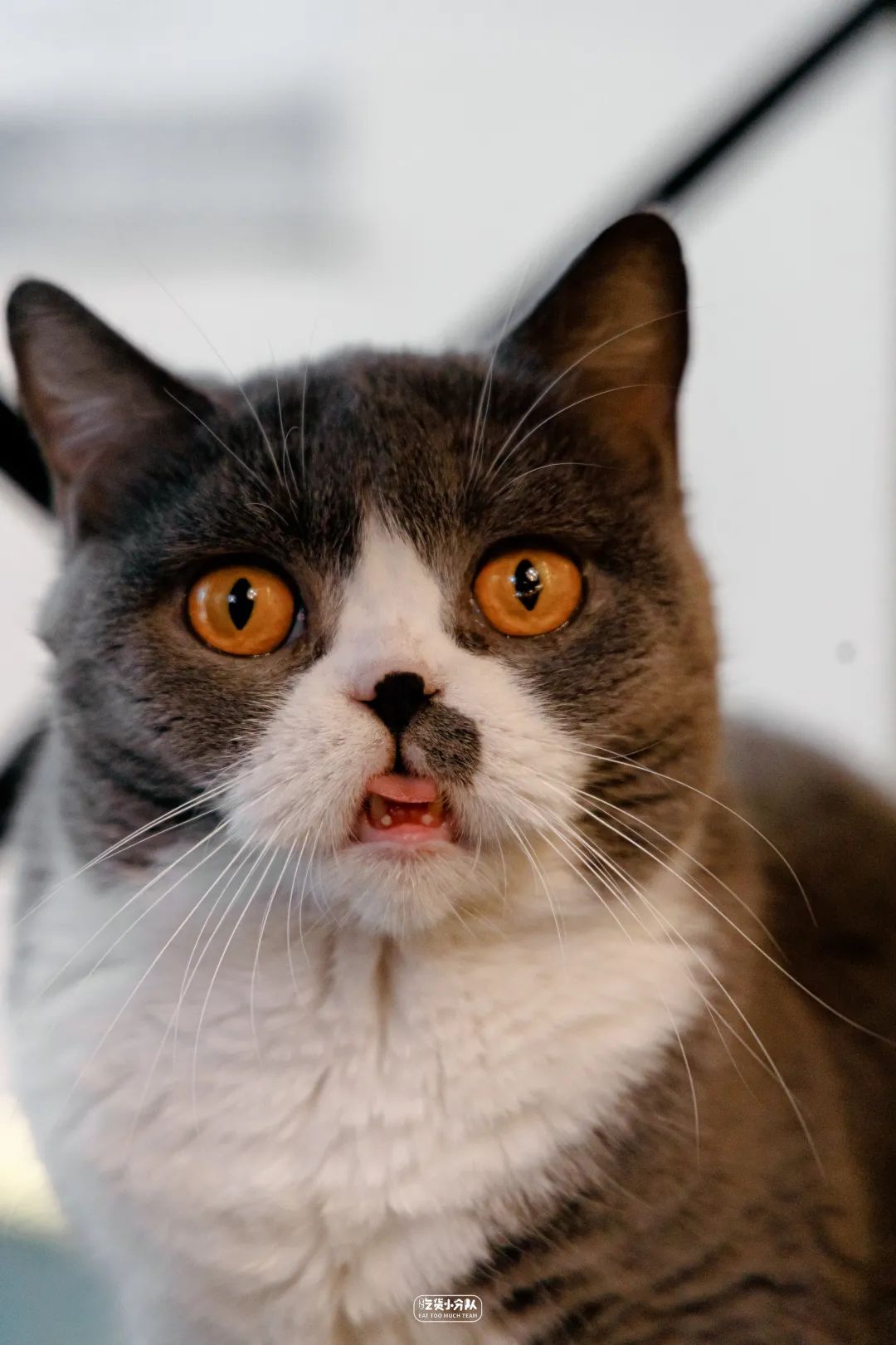 樱花最旺盛的时间,樱花最茂盛的时候是哪个季节