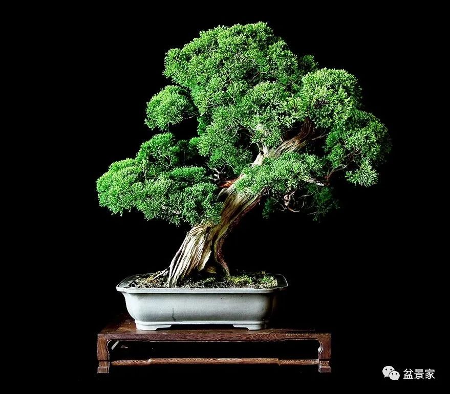 盆景收藏的理性思路 (一棵盆景的十年成型之路)