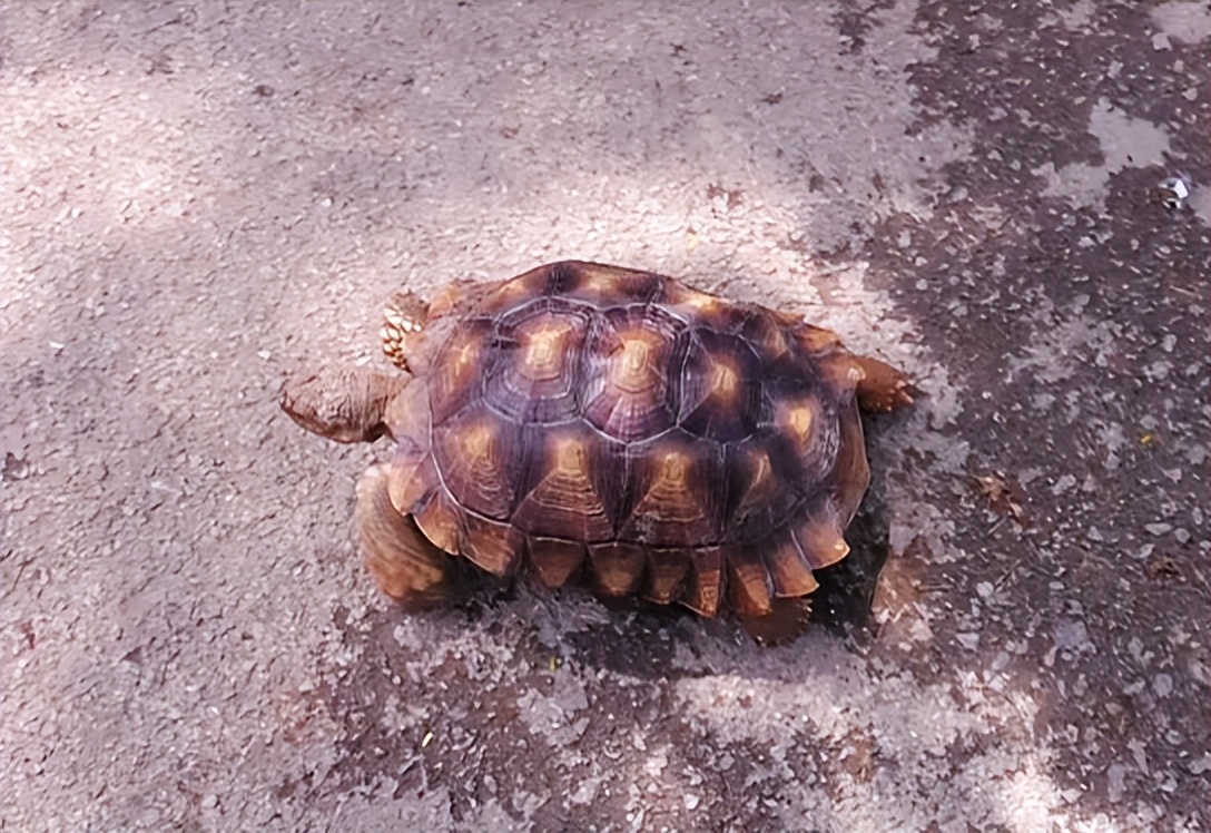 男子在臭水沟捡到一只乌龟,男子在河边捡到两只大乌龟