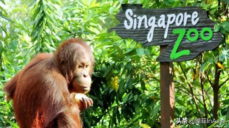 新加坡樟宜机场城市观光免费巴士,新加坡环线巴士