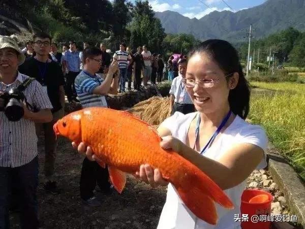 肉质金黄的鲤鱼是什么养出来的,鲤鱼什么品种好养又好看