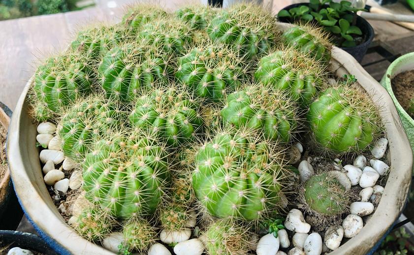 仙人球养护技巧和方法,仙人球的病虫害如何防治呢