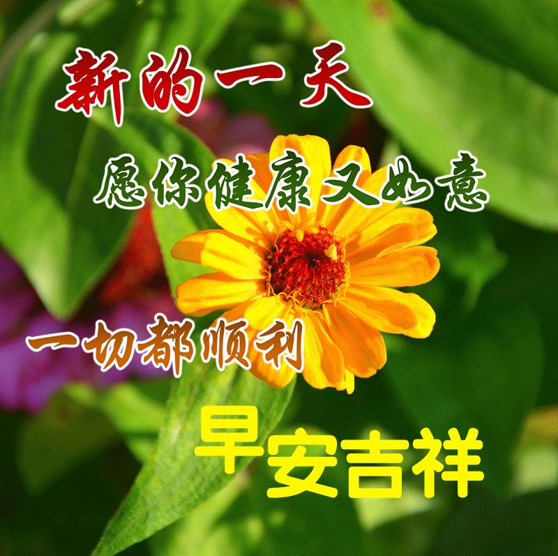 大家早上好带文字问候动态图片,最新早安问候健康平安动态图片