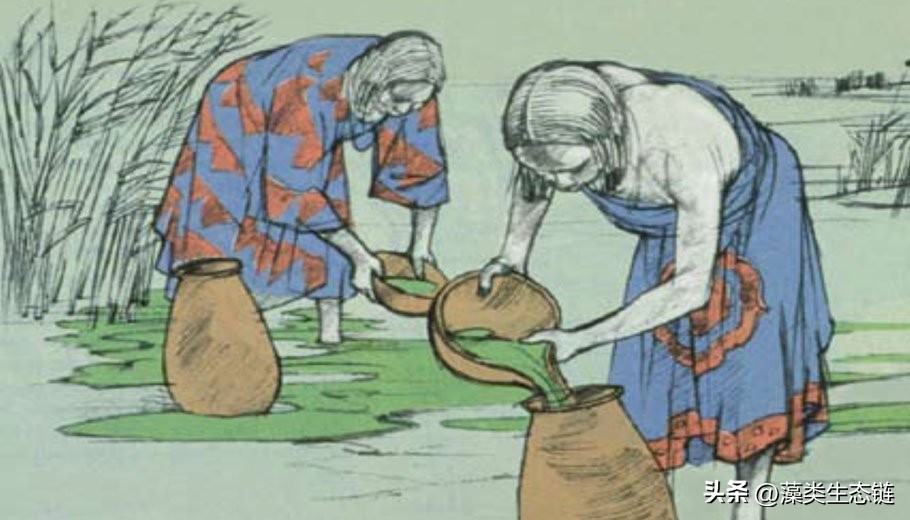 藻类基础知识,鱼塘藻类培养