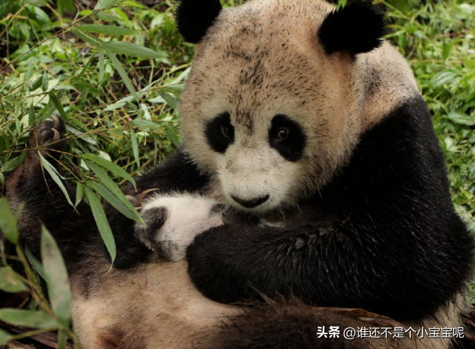 大熊猫草草引种成功了么,大熊猫草草野外引种几次