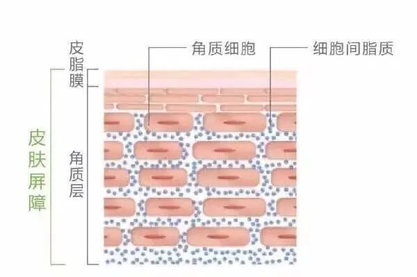 4种不同肤质的护肤流程,护肤的正确步骤你真的知道吗
