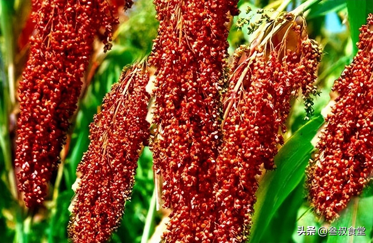 洋河酒海之蓝yj与sc有什么区别,洋河梦之蓝属于什么档次的酒