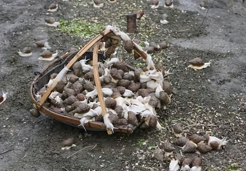 小小蜗牛带来大大财富。衢州小伙周念庆养殖蜗牛年入百万