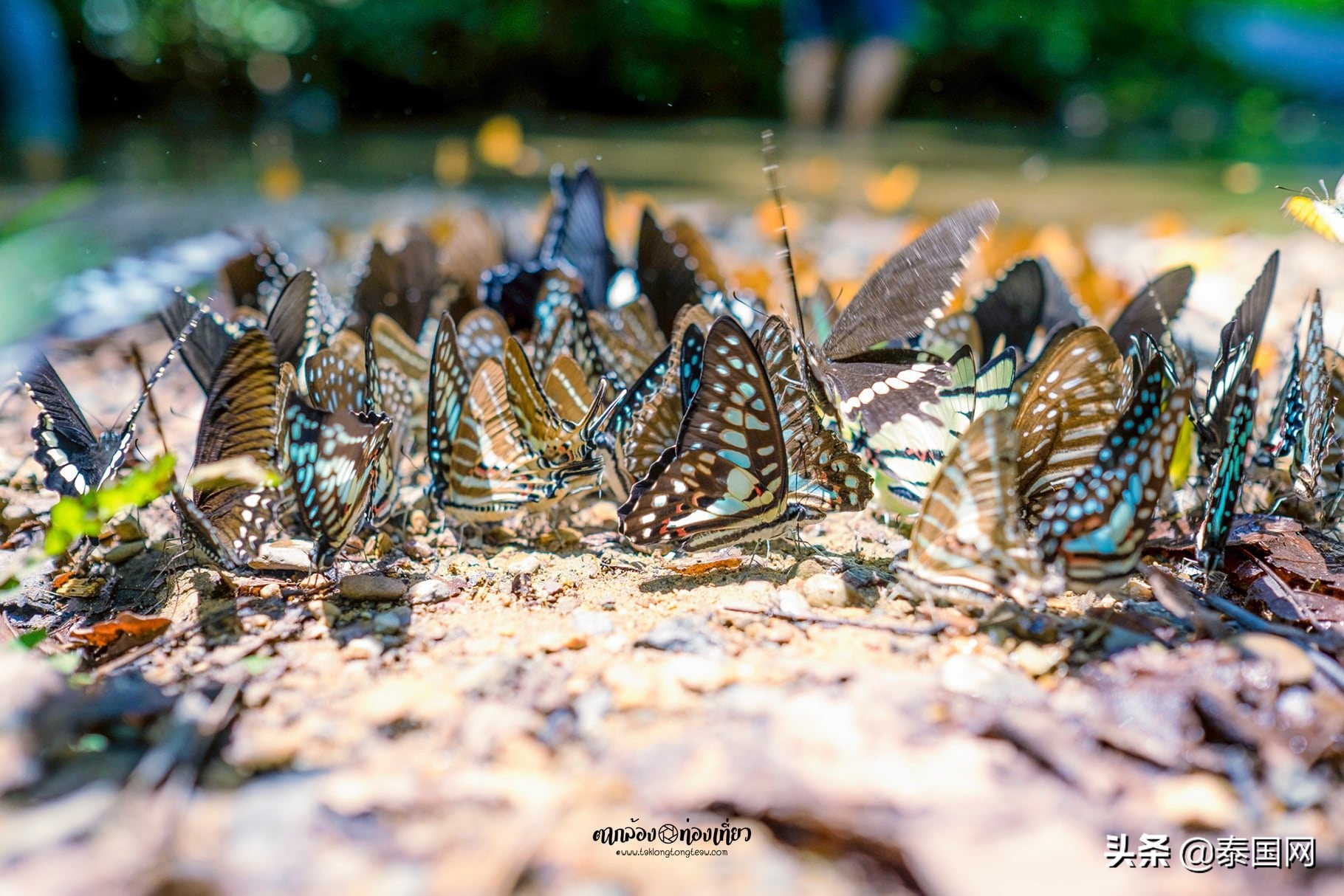 泰国岗卡章国家公园,泰国岗卡章图片