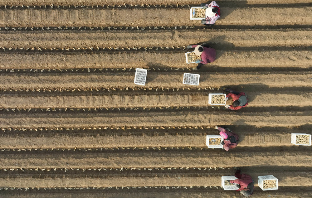 河北唐山生姜价格表,河北唐山冀东生姜之乡播种忙