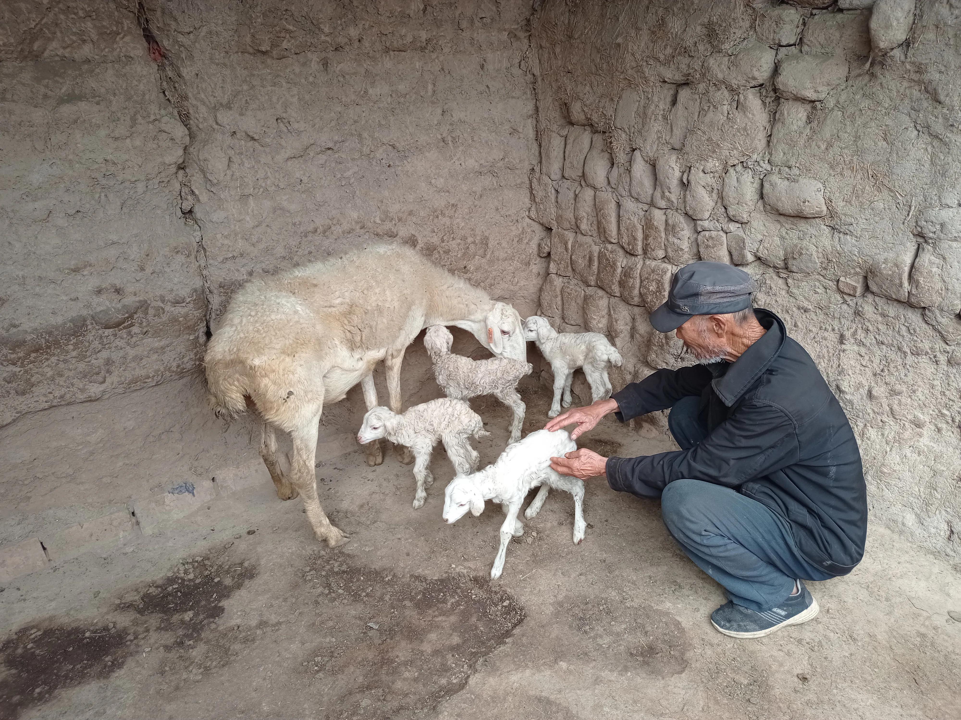 失奶羔羊如何喂养,羔羊没奶怎么养