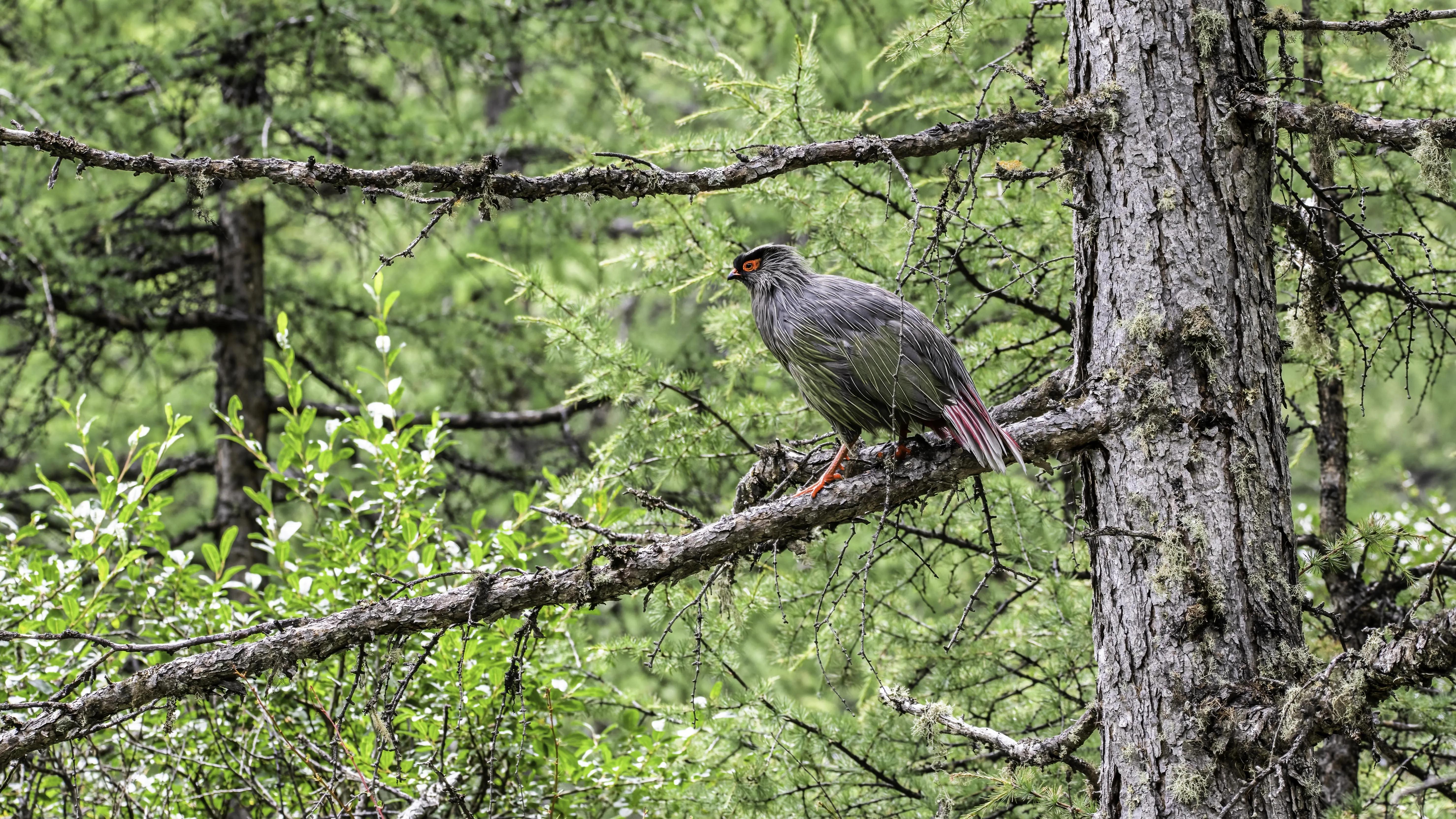 甘孜州最美风景在路上,金秋的甘孜州